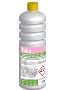 Tulip
